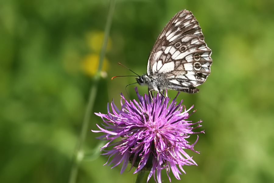 5940_Dambordje - Plitvice N.P. (Kroatia).jpg
